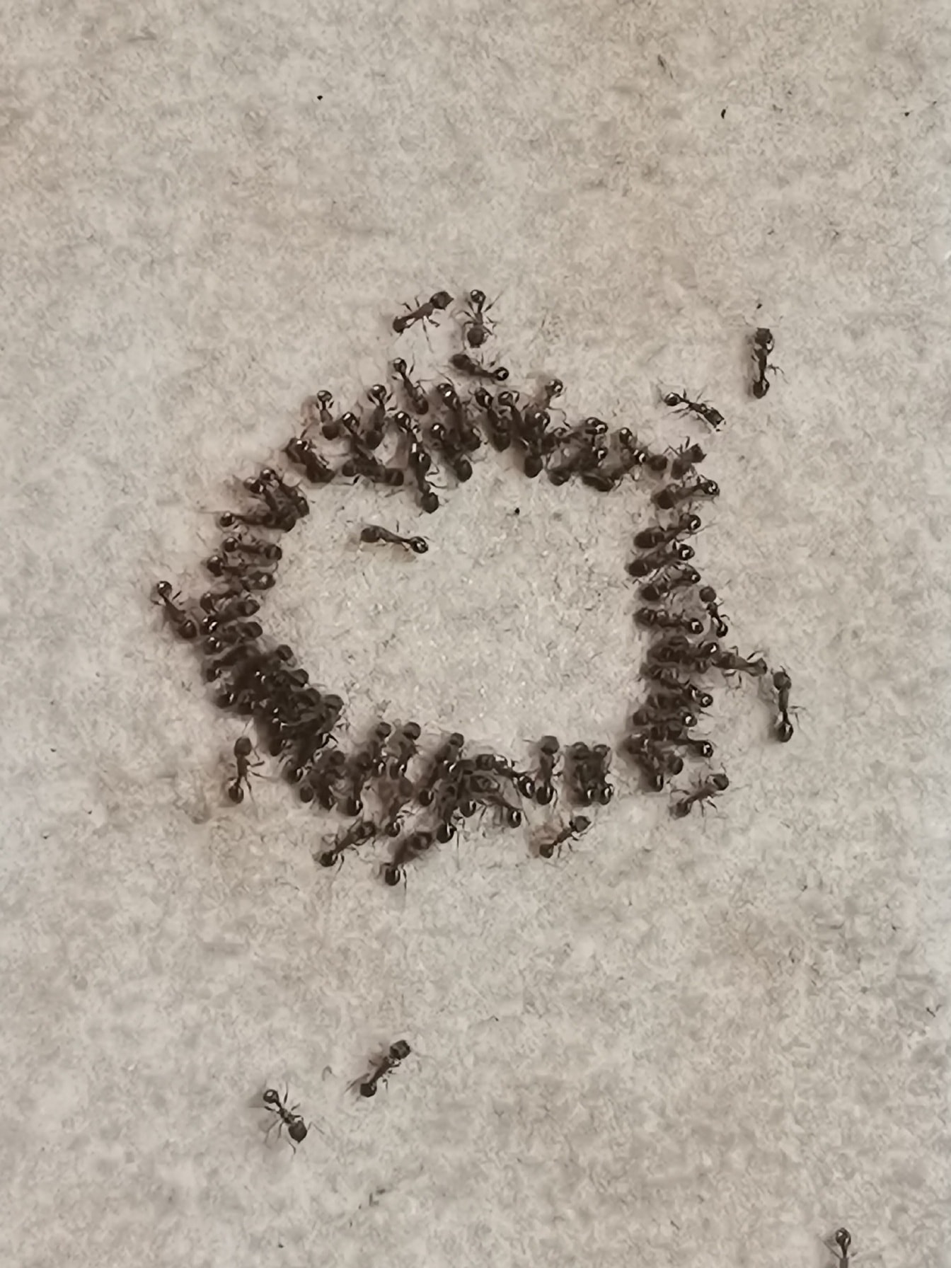 Muitos insetos formigas pretas agrupando close-up