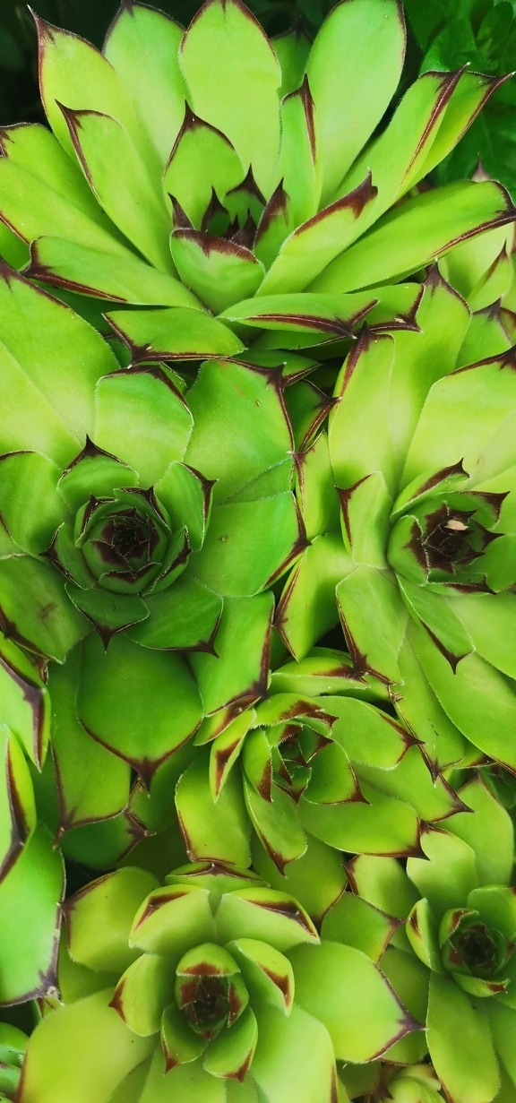 Greenich yellow leaves of house leek (Sempervivum tectorum) herb close-up