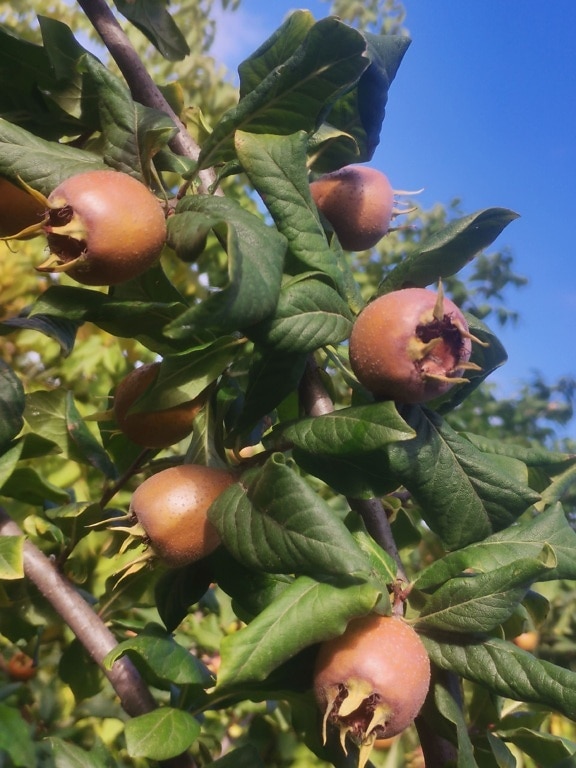 Medlar fruit (Mespilus germanica) organic fruit tree in orchard close-up