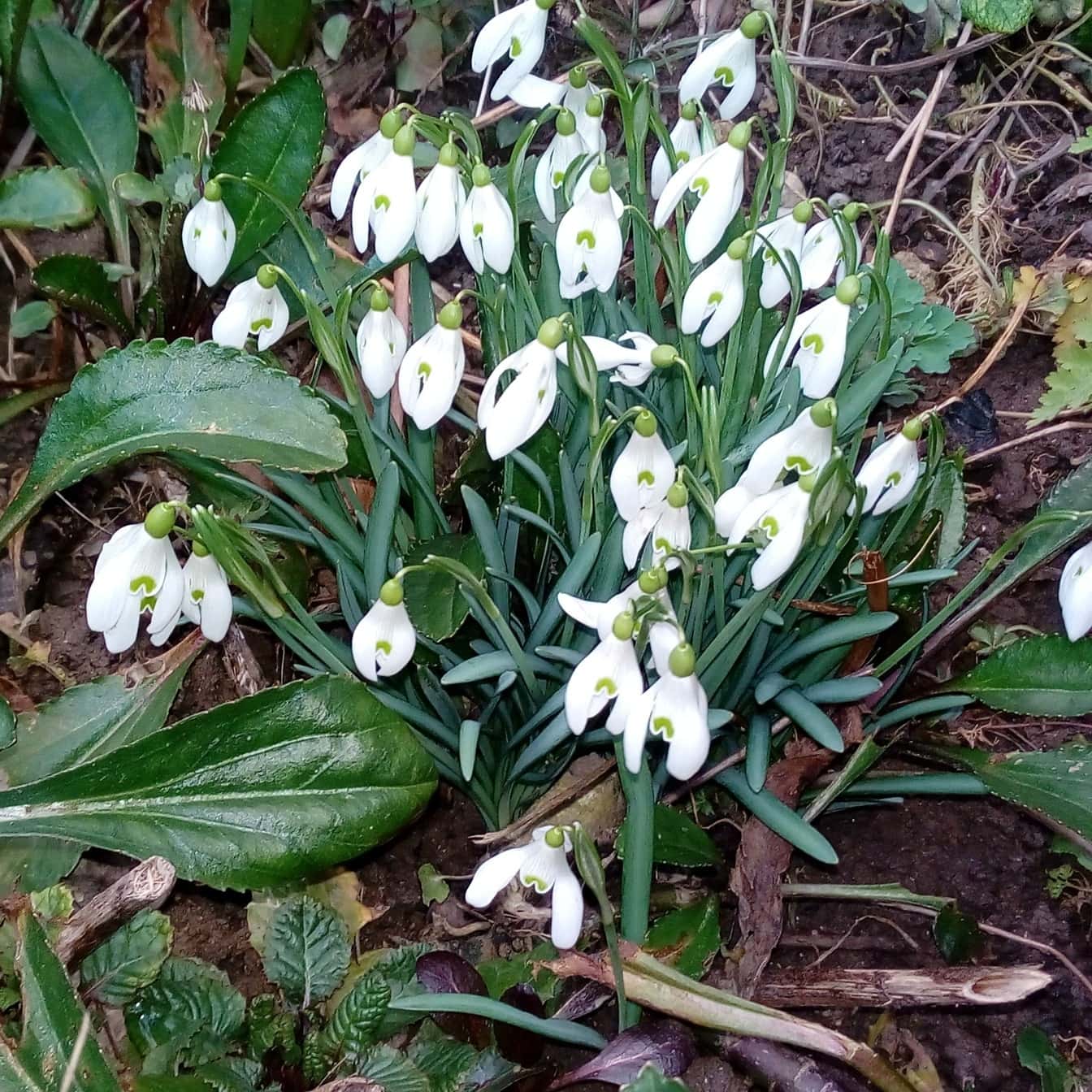 봄철에 흰 꽃 (Galanthus nivalis) 내리는 눈