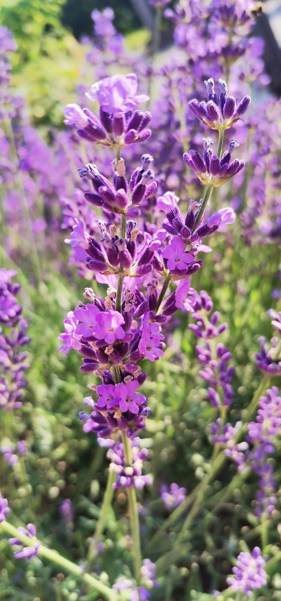 Purplish flower of wildflower English lavender (Lavandula angustifolia) on sunny measow
