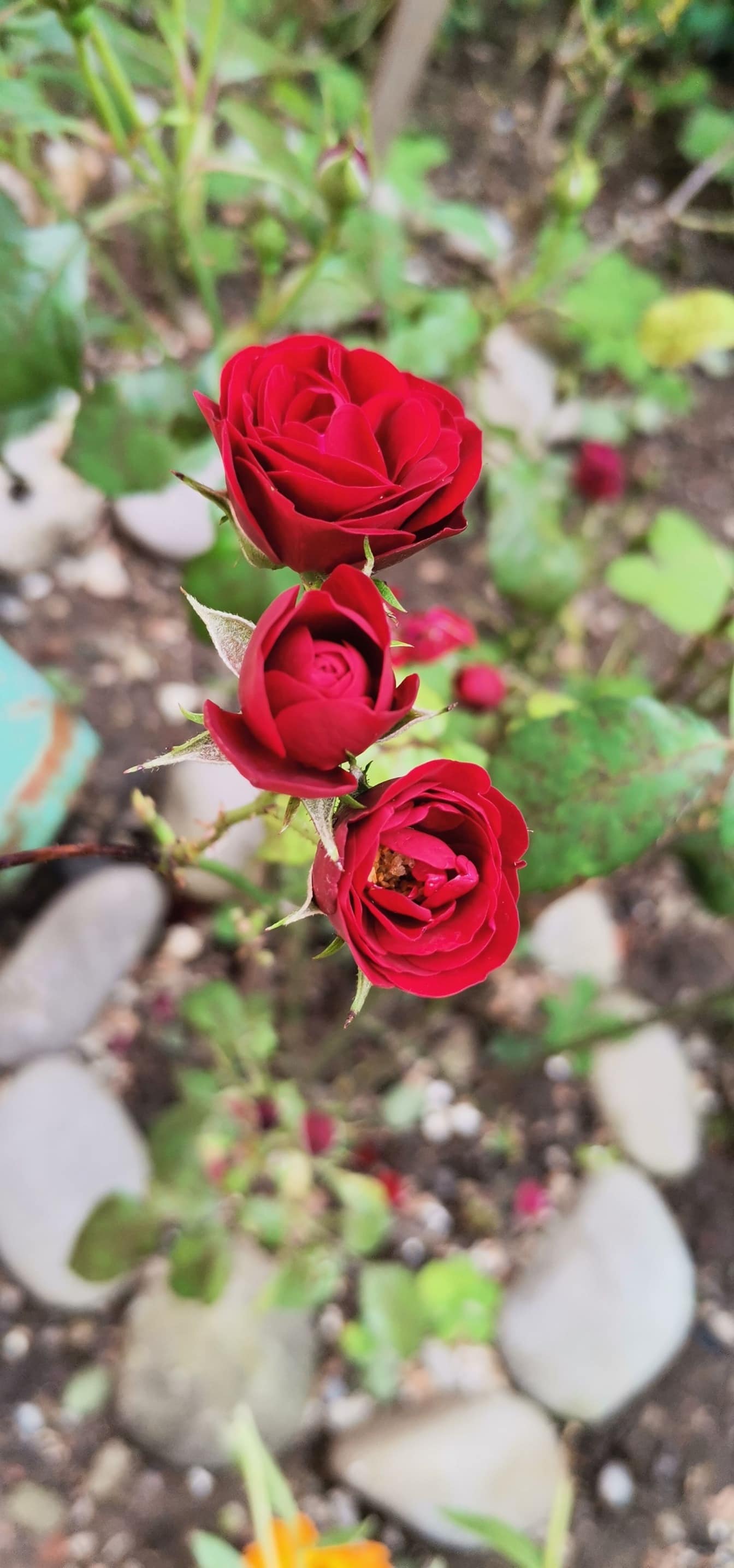 Drei dunkelrote Rosenknospenblüten in Gartennahaufnahme