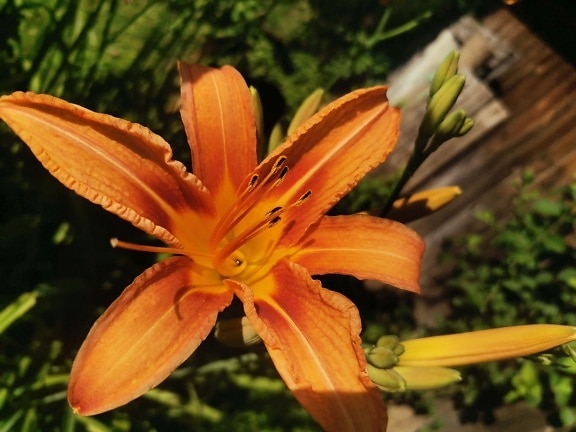 オレンジ黄色のユリLilium bulbiferum)の花のクローズアップ