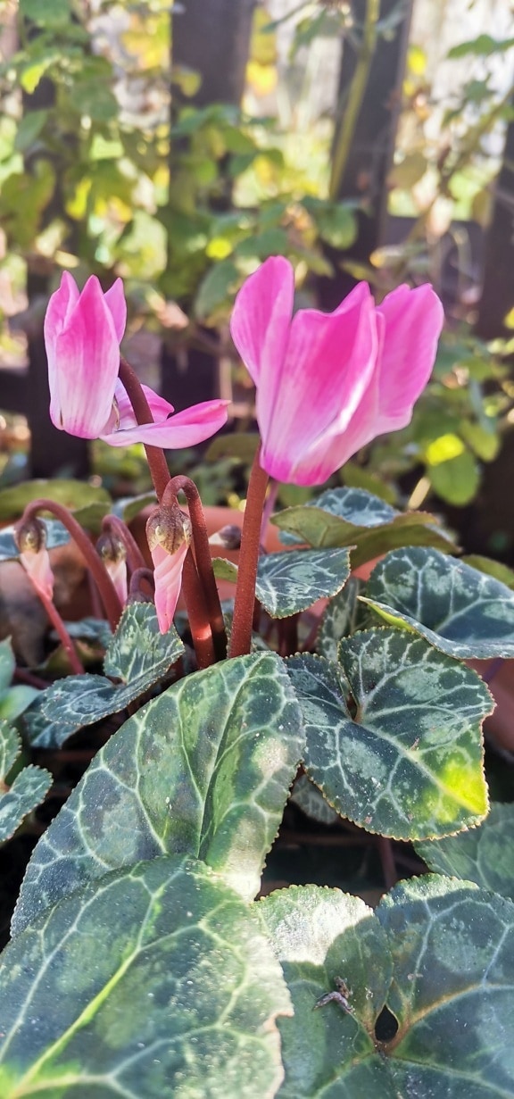 Bright pinkish Alpine violet cyclamen flowers blooming close-up
