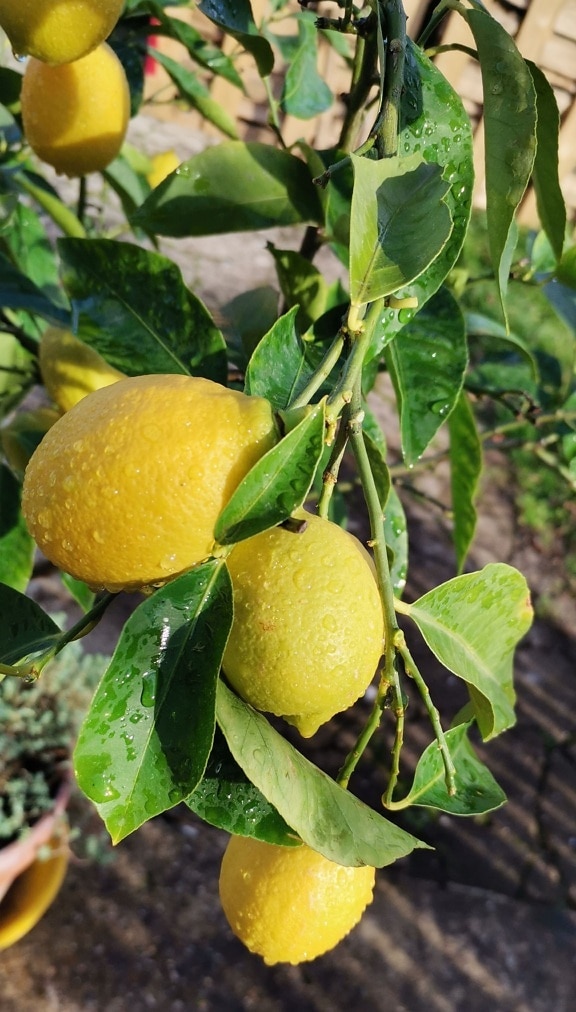 Organic ripe fruit lemon on branches with wet dark green leaves