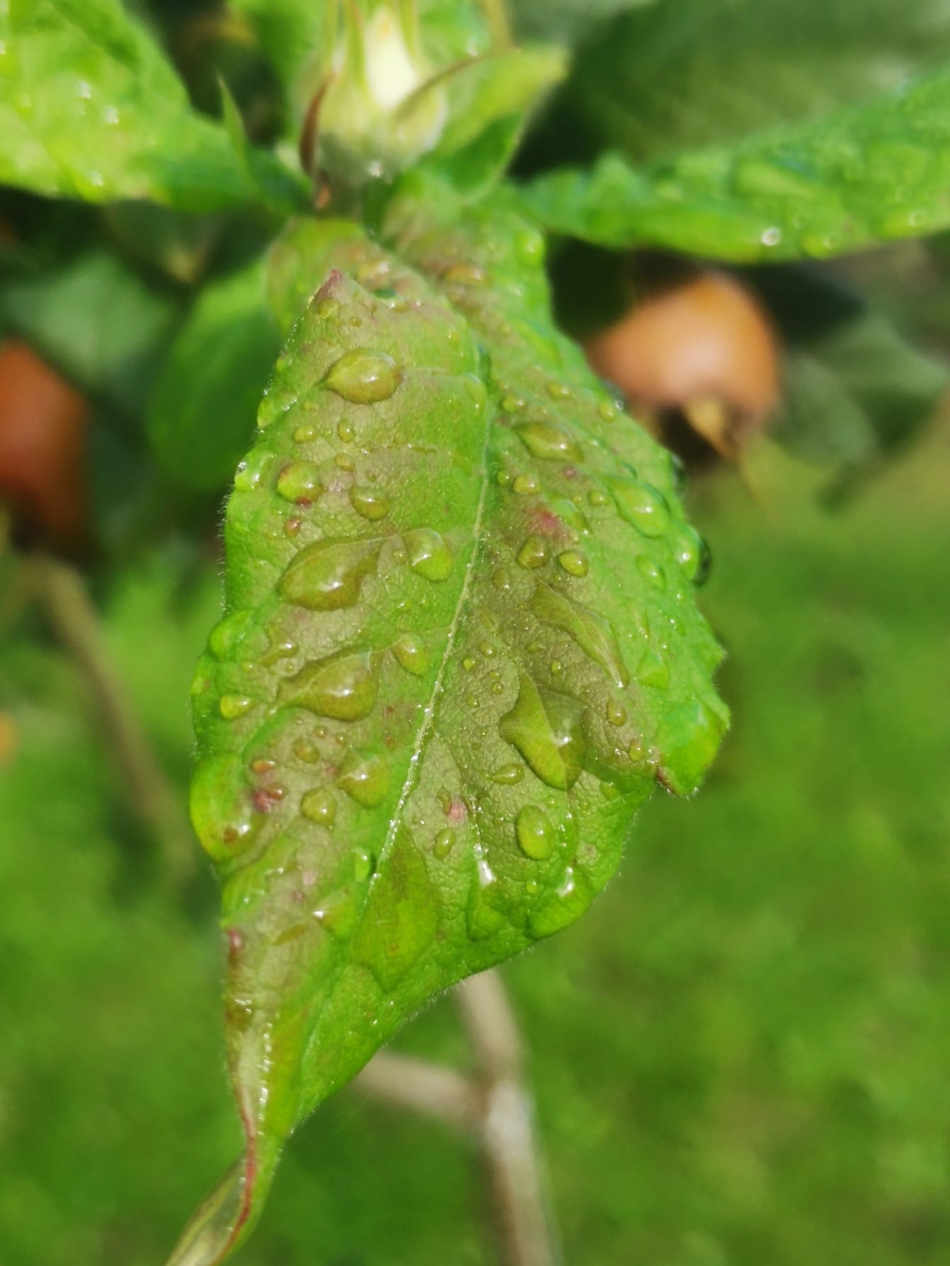 젖은 잎의 녹색을 띤 노란 잎에 물방울 클로즈업