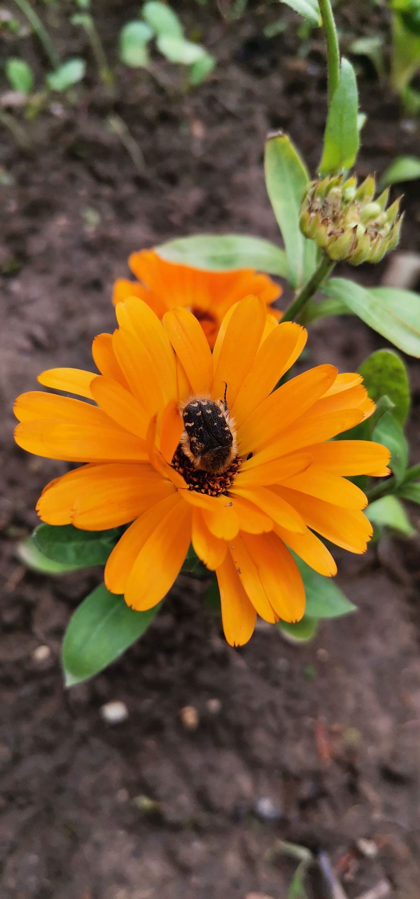 Средиземноморский пятнистый жук- (Oxythyrea funesta) на оранжево-желтом цветке