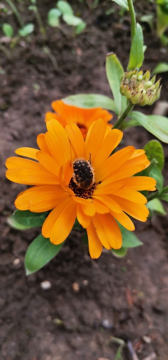 Mediterranean spotted chafer (Oxythyrea funesta) beetle on orange yellow flower