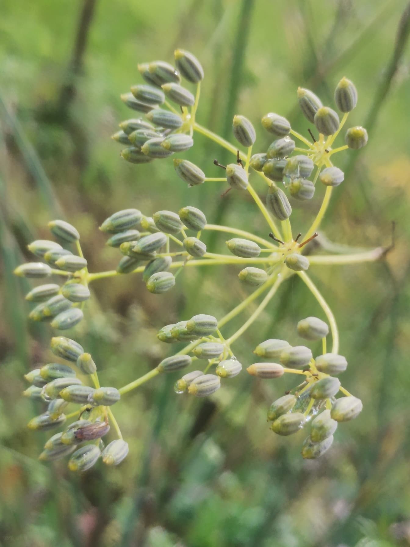 Zelenožlutá divoká květina bylina rozmazané zaostření Horská petržel (Peucedanum oreoselinum)