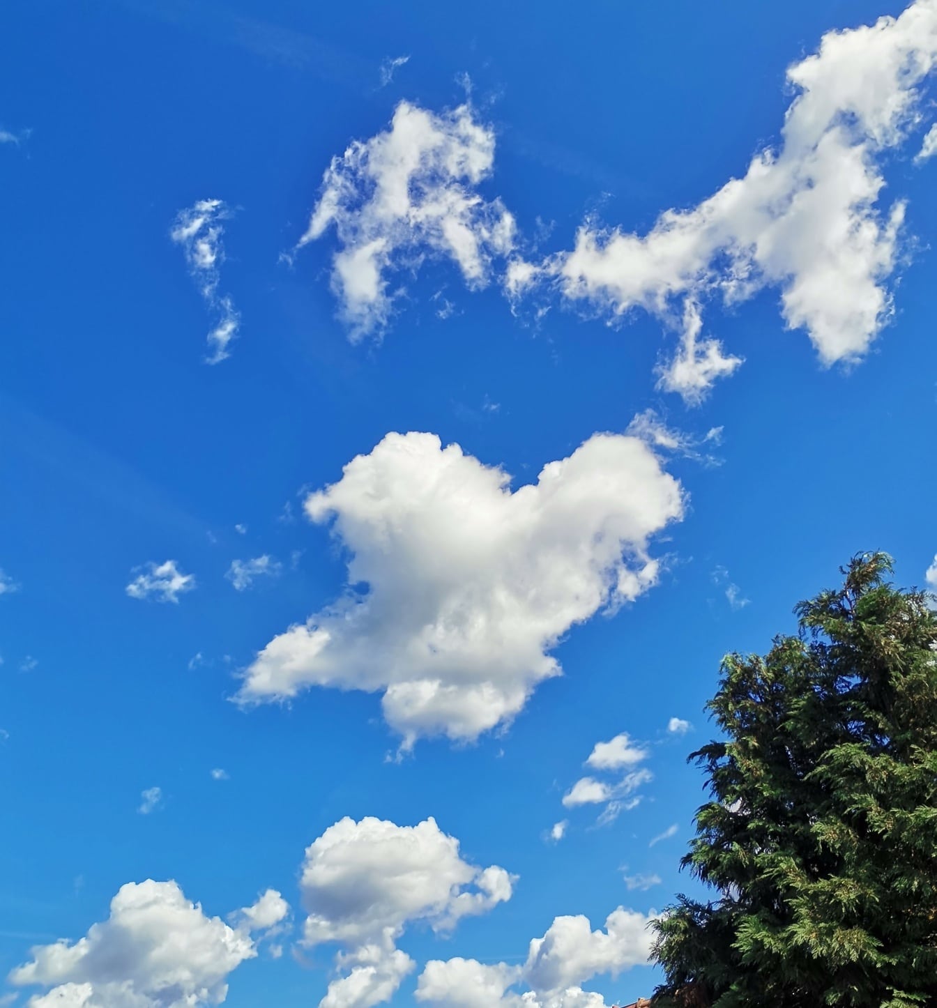 Ciel bleu foncé avec des nuages blancs et la cime d’un arbre dans le coin