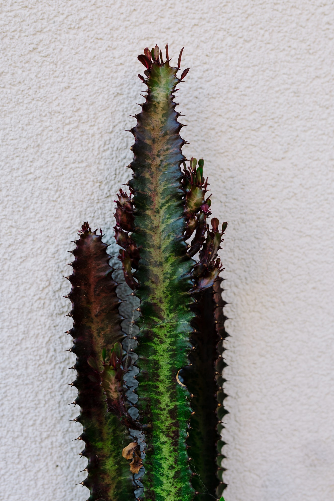 Albero del latte africano (Euphorbia trigona) cactus verde scuro in vaso di fiori