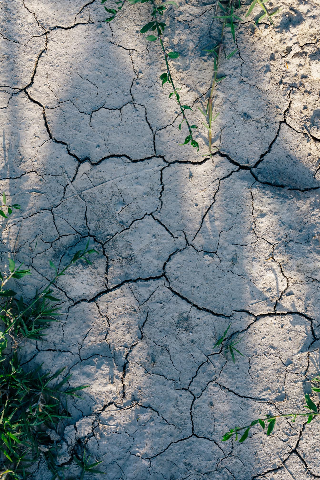 Dürrezeit: trockener Boden mit Unkrautgräsern