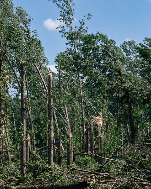 Poškození kmene stromu v polárním lese větrem hurikánu