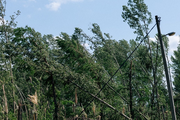 L’ouragan endommage un poteau téléphonique et des fils téléphoniques dans une forêt