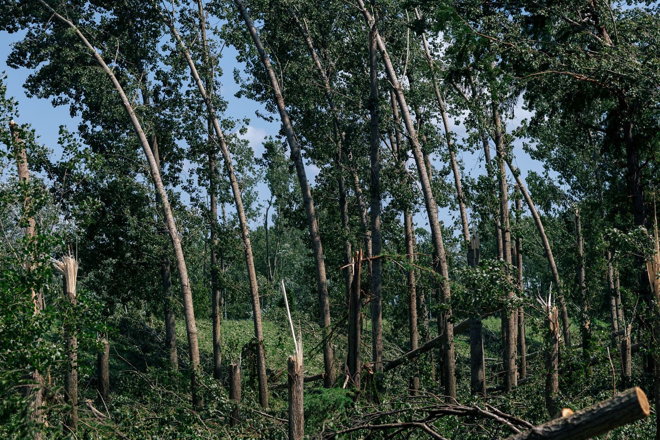 Hurricane wind damage on tree trunks in poplar forest