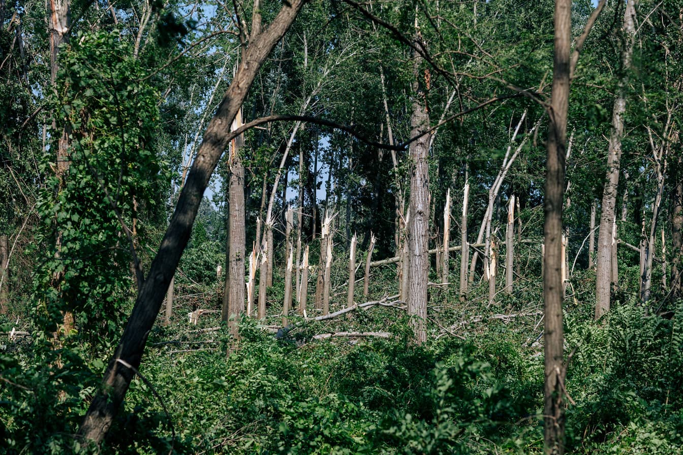 Škody spôsobené hurikánom na kmeňoch stromov v lese