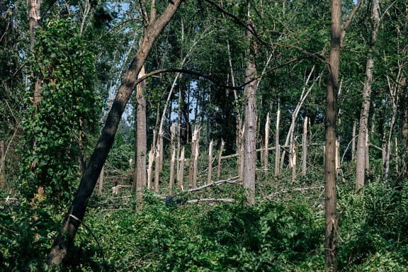 Škody způsobené hurikánem na kmenech stromů v lese