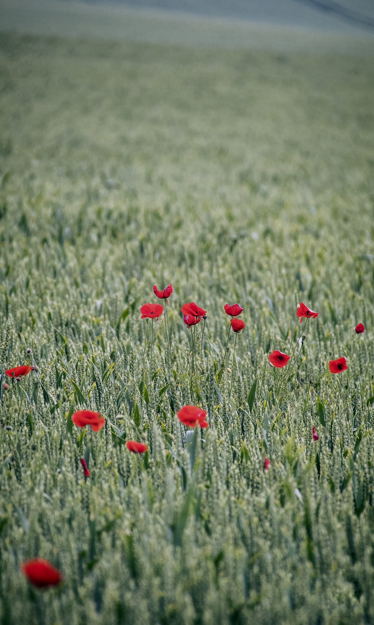 Темно-червоні квіти опійного маку на зеленому пшеничному полі