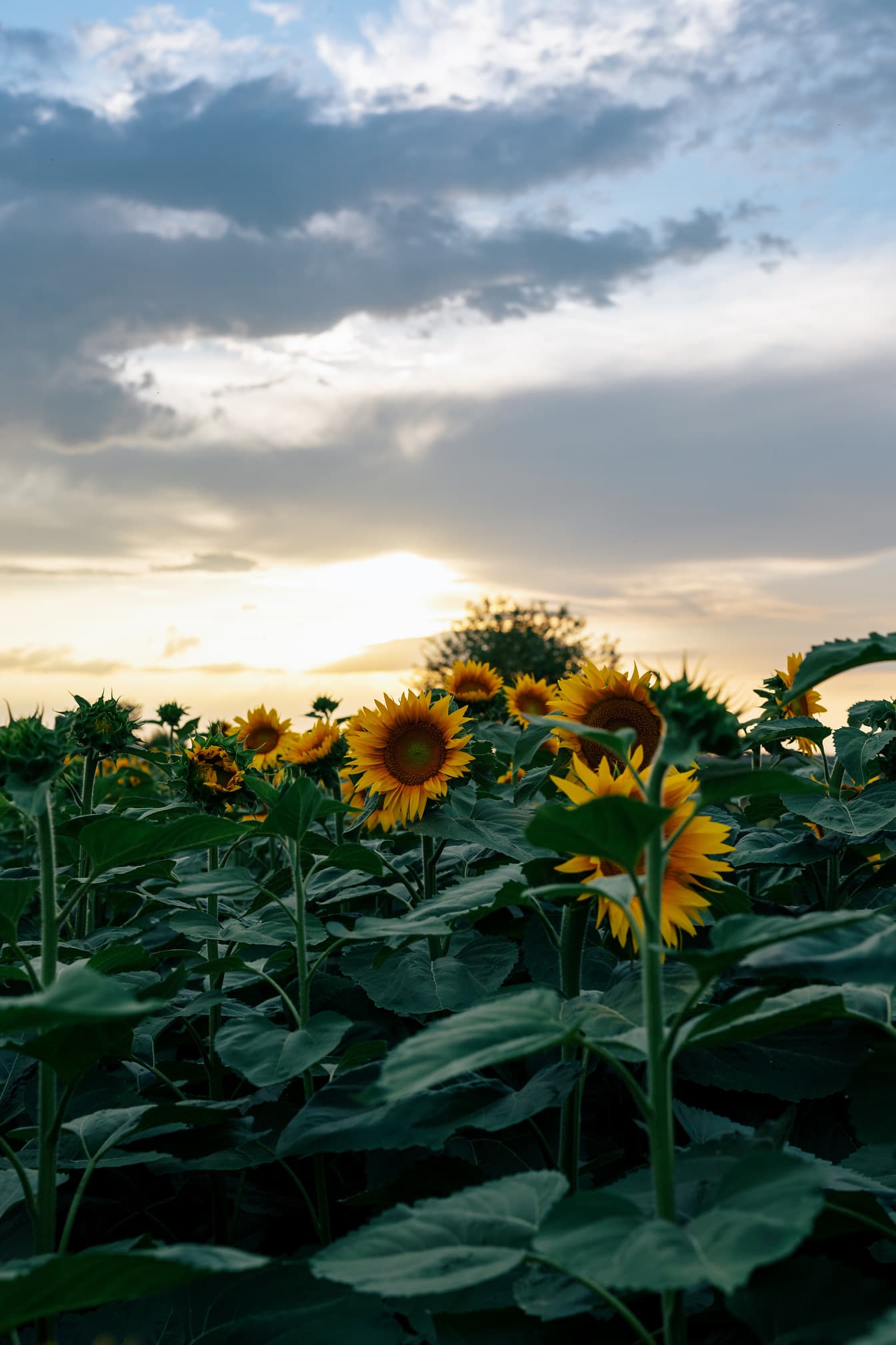 Sunflower agricultural field in dusk under cloudy sky