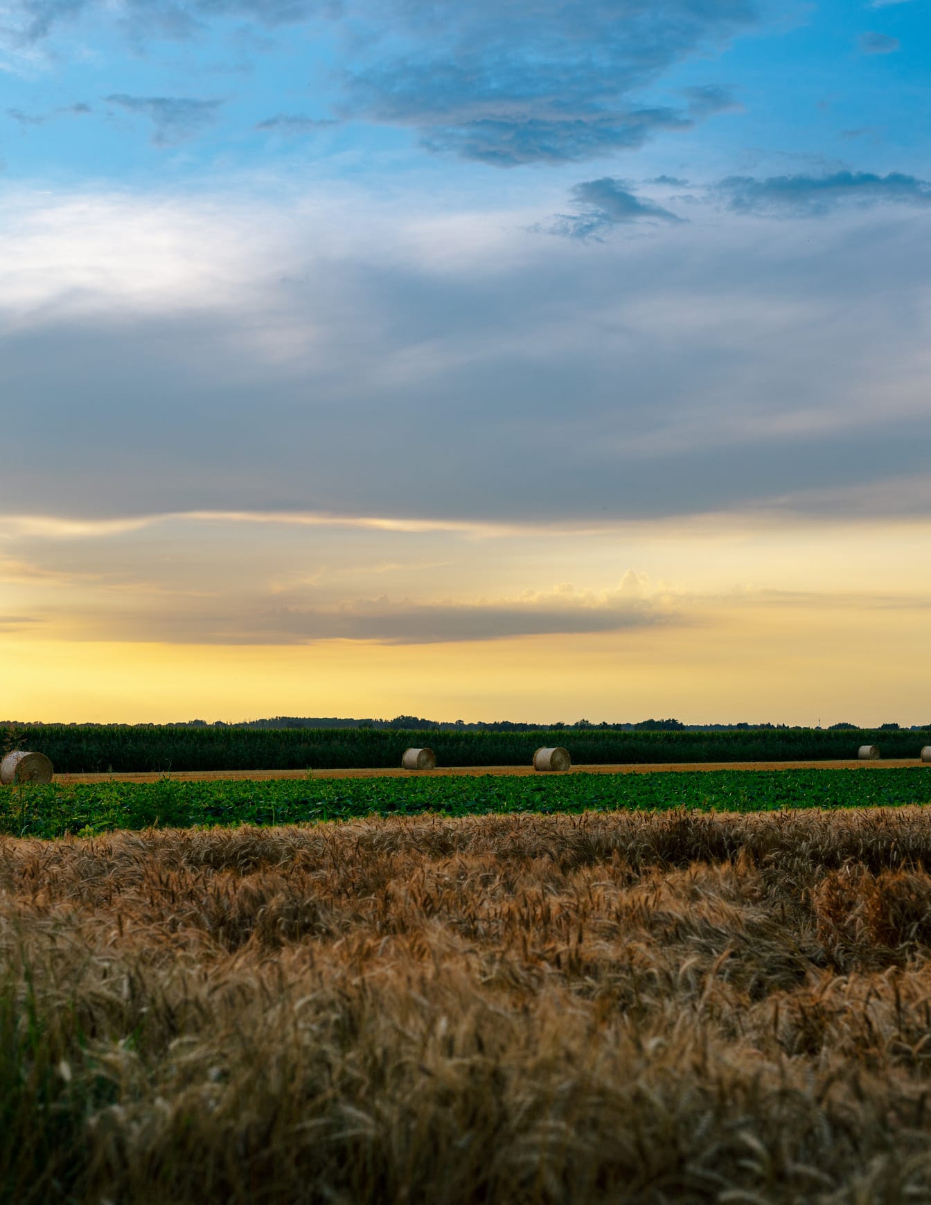 Ladang jelai dan ladang datar kedelai dengan ladang jagung di latar belakang