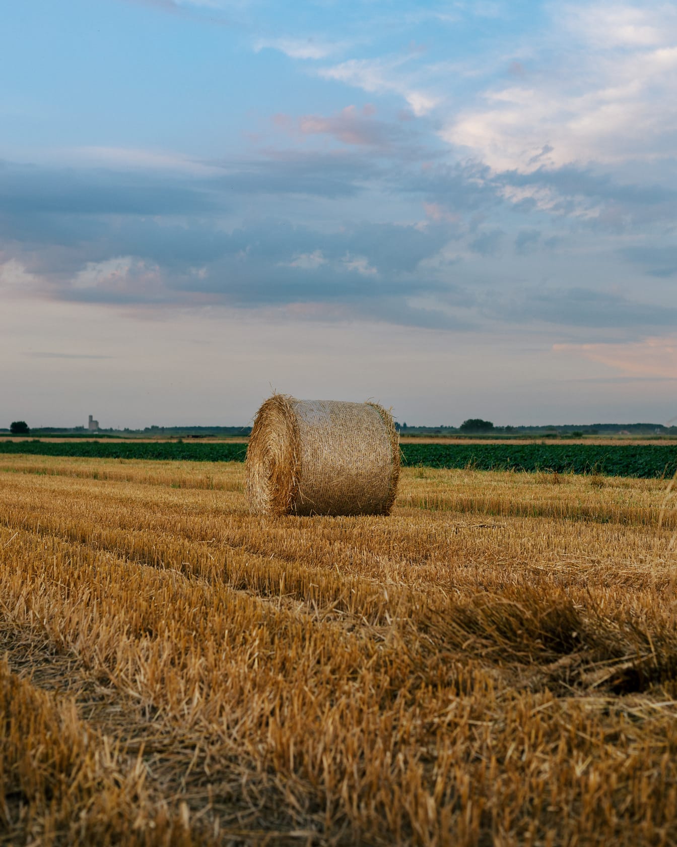 Haystack berguling di ladang gandum setelah panen