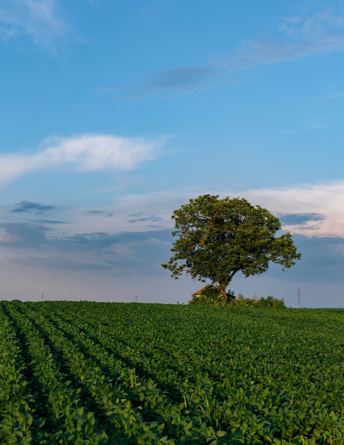 Stablo na brežuljku poljoprivrednog polja soje
