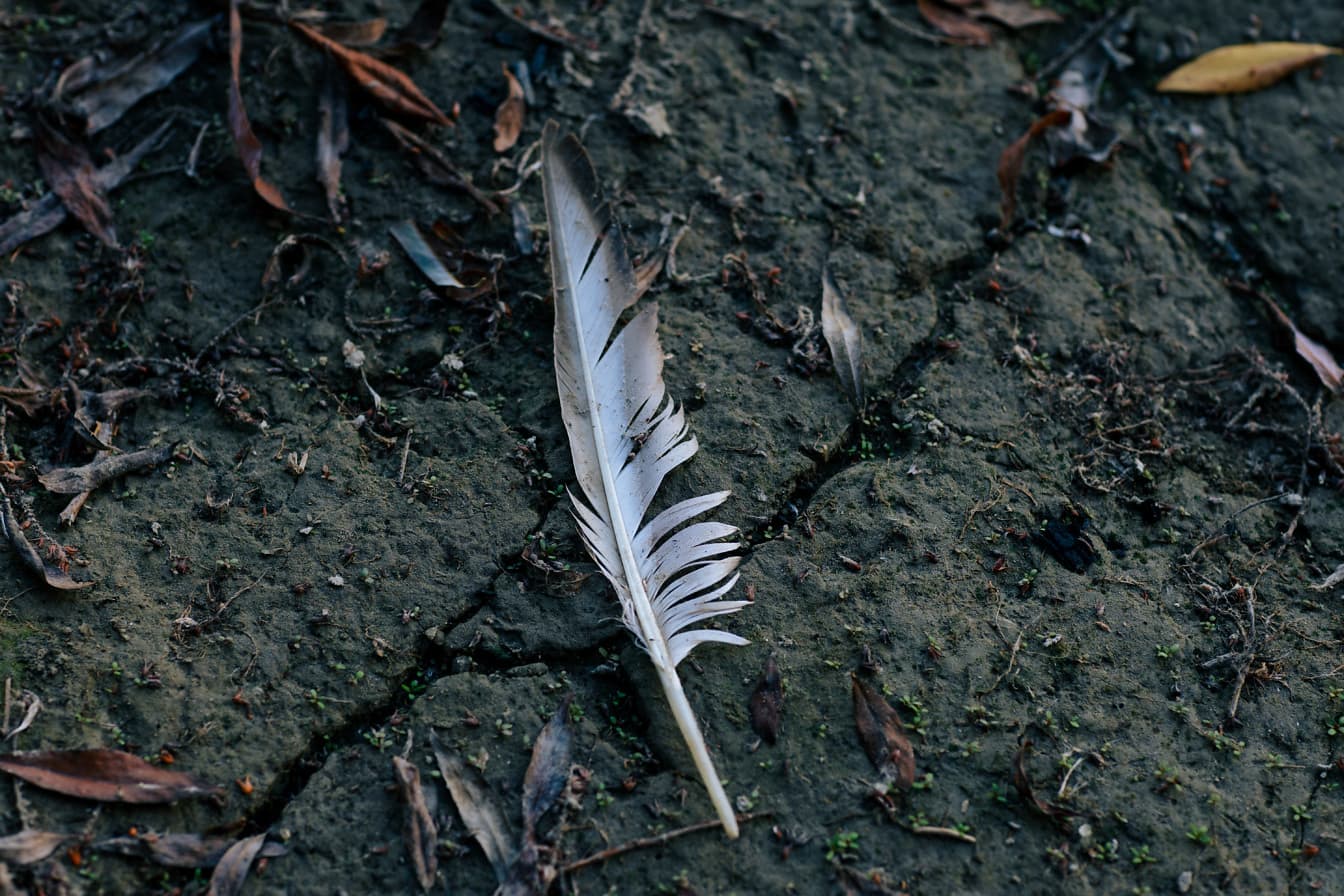 湿った汚れた土の上の灰色の羽