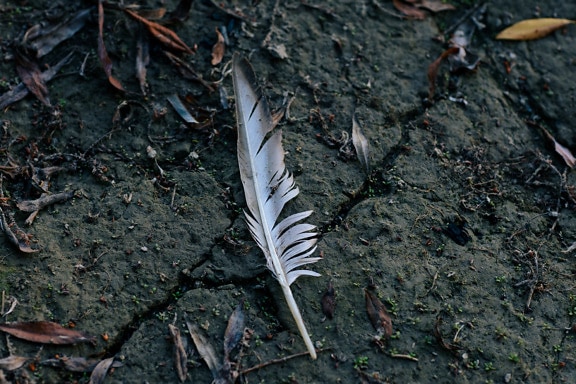 Grey feather on wet dirty soil