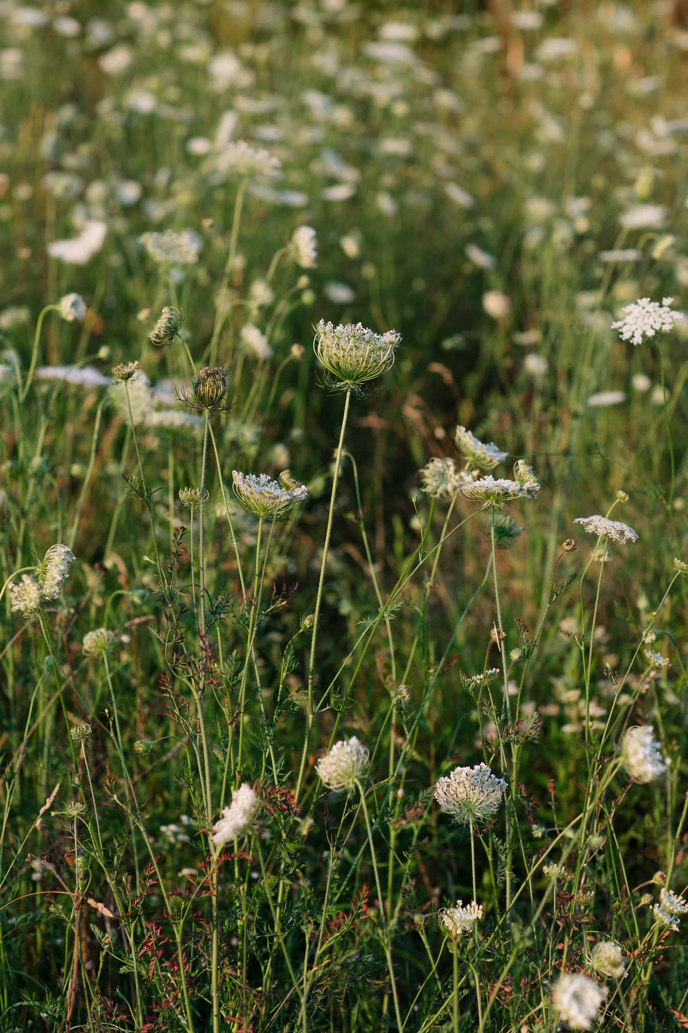 İlkbaharda çayırda kır çiçeği beyaz çiçek yabani havuç (Daucus carota)