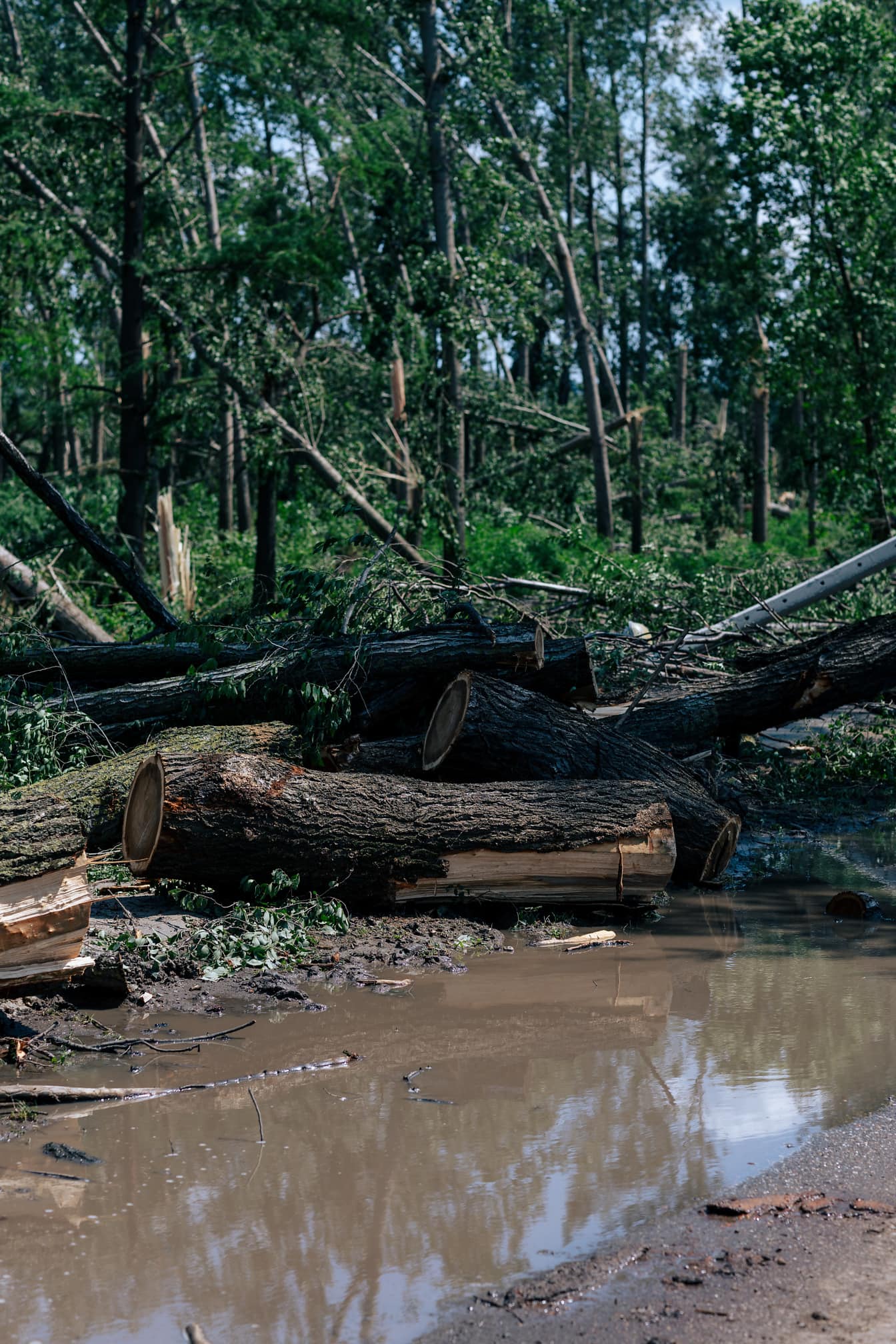 Bunke af træstammer i skov efter oversvømmelse