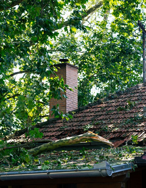 Tree trunk damages rooftop and roof tiles of house