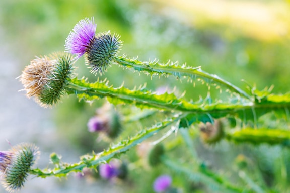 Thistle herb (Silybum marianum) purplish petals and green stem
