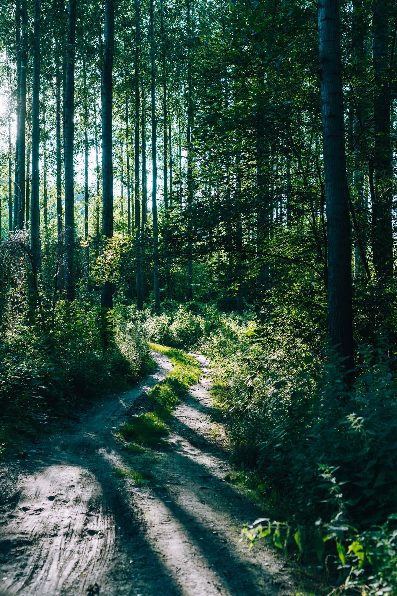 Lesní cesta ve stínu tmavě zeleného lesa