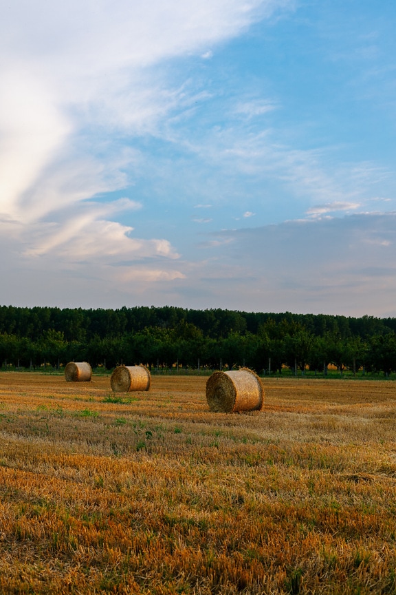 Haystack rolls on hay field after harvest in summer season