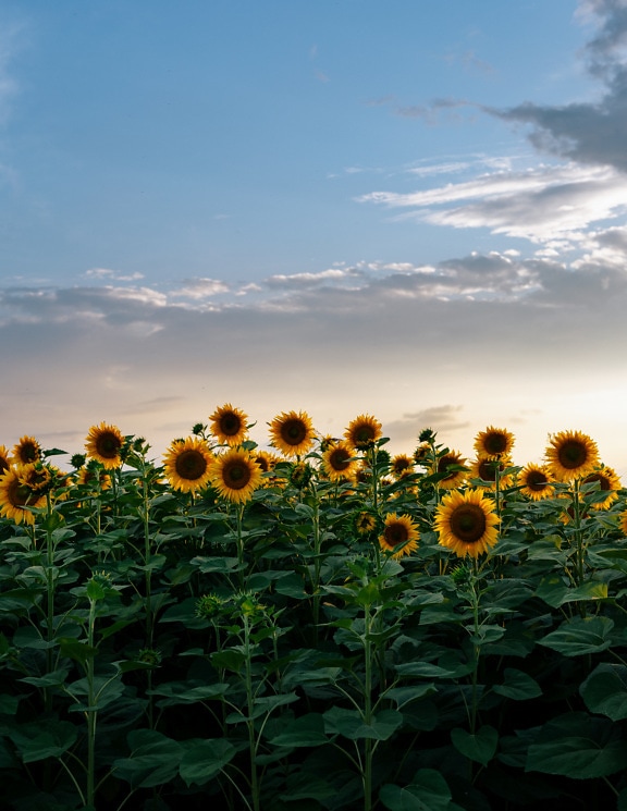 Sunflower agricultural flat field in countryside