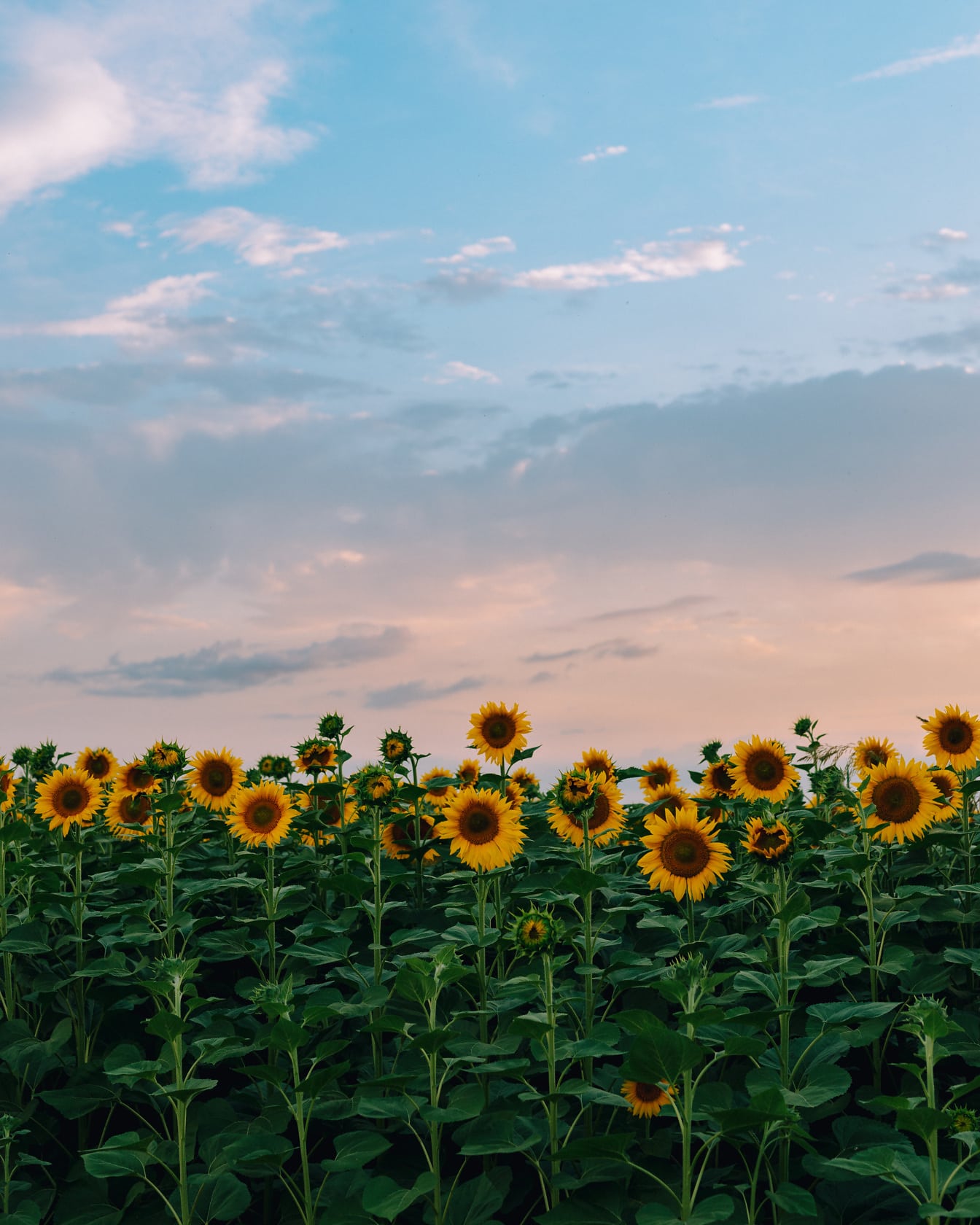 Slunečnicové květy na zemědělském poli na venkově