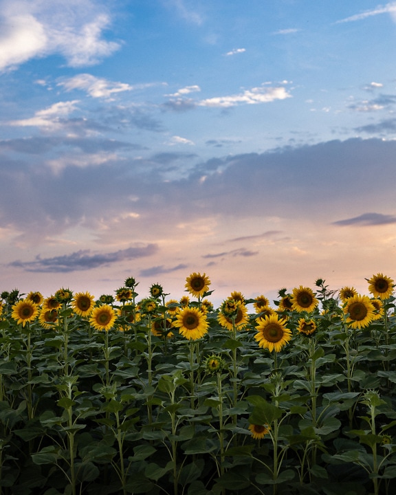 Evening at sunflower agricultural field