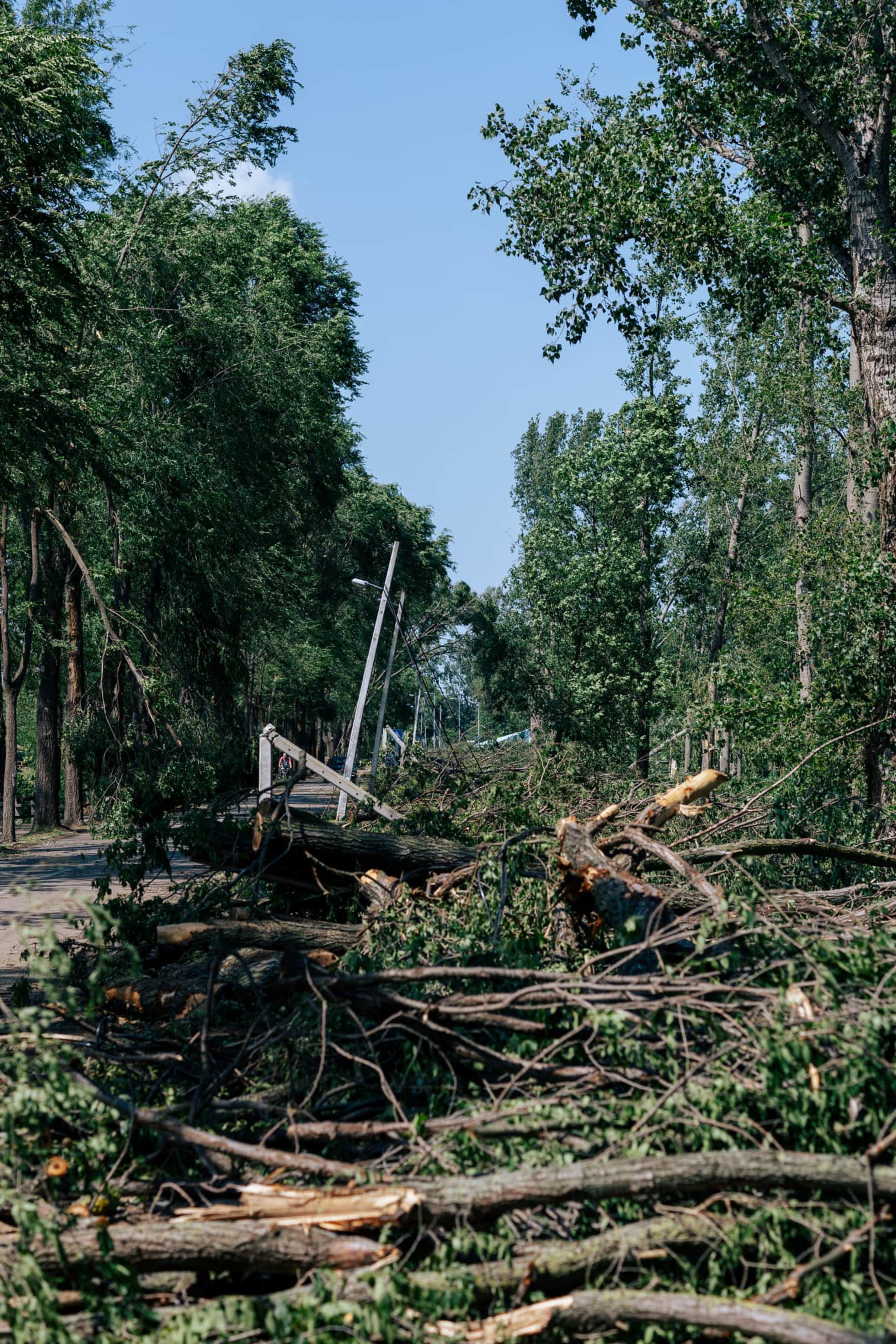 Hurikán poškodil kmeny stromů a telefonní sloup