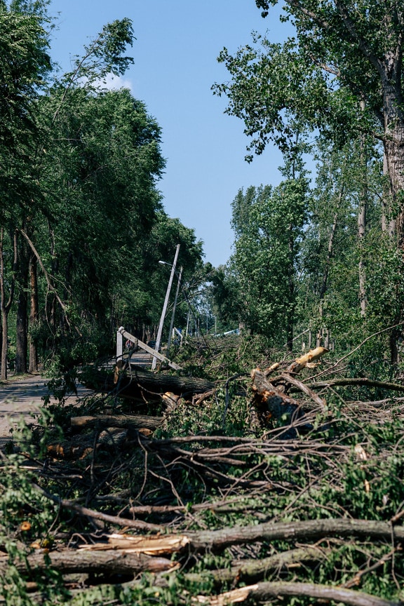 vento, furacão, danos, tronco de árvore, poste telefônico, árvores, paisagem
