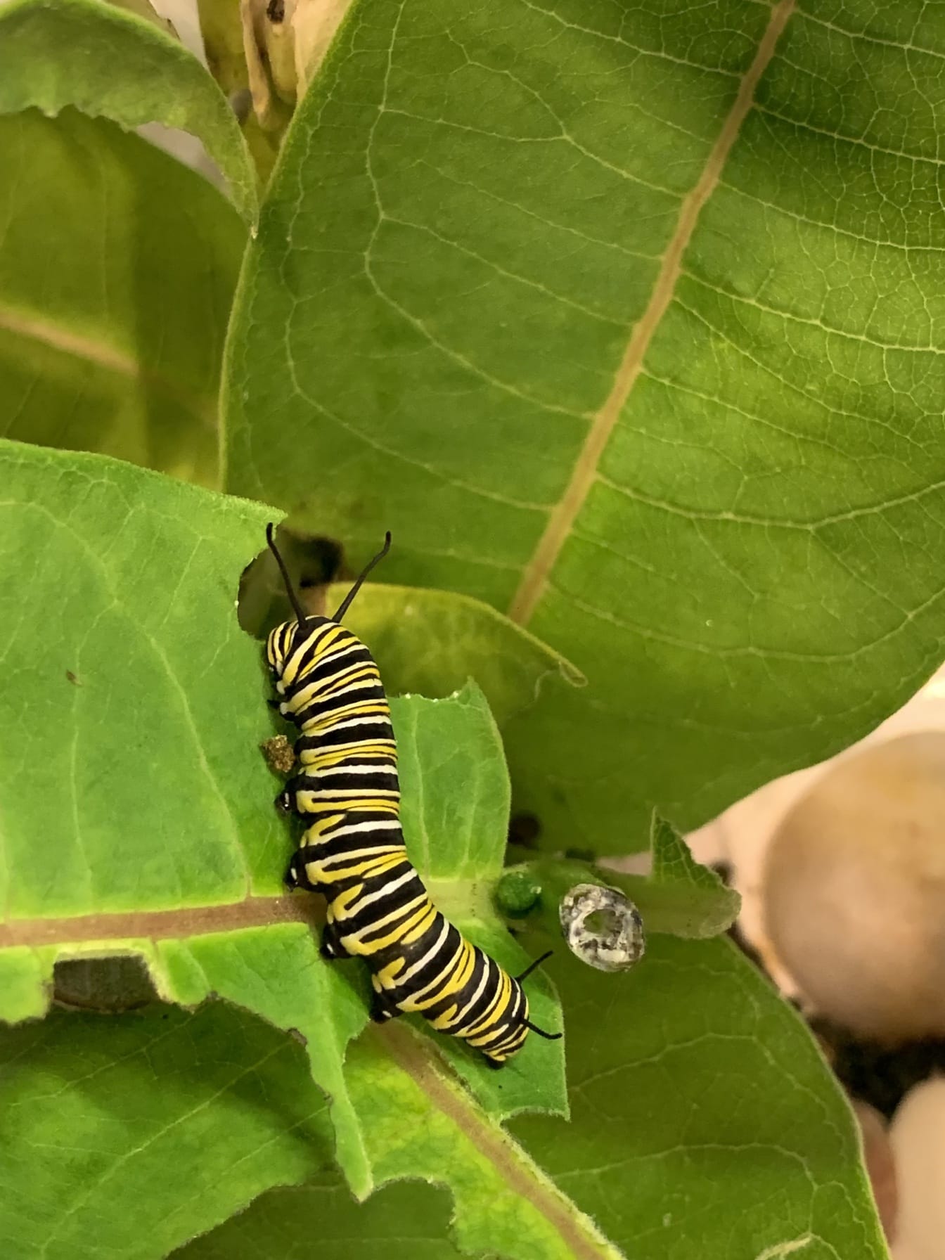 Метелик-монарх (Danaus plexippus Linnaeus) гусениця, що харчується рослиною молочаю