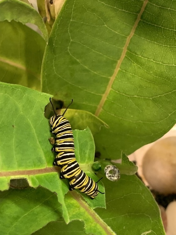 Monarch butterfly (Danaus plexippus Linnaeus) caterpillar feeding on milkweed plant