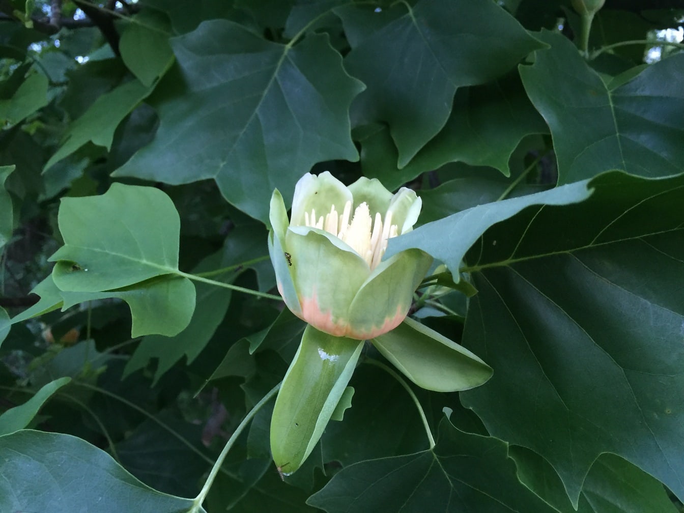 Tulpenboom – tulp gele populier (Liriodendron tulipifera) bloesemclose-up