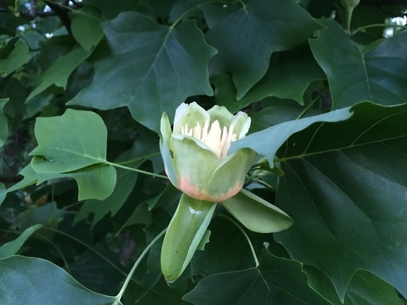 Tulpanträd – tulpangul poppel (Liriodendron tulipifera) blommar i närbild