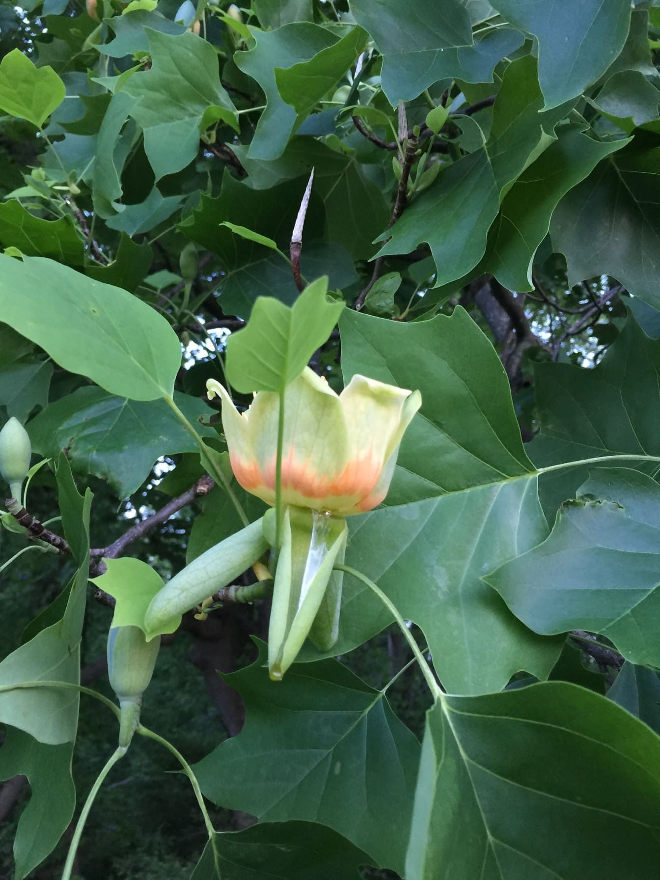 郁金香树 – 黄色杨树 (Liriodendron tulipifera) 淡黄色花朵