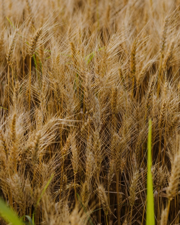 Close-up of ripe seeds organic wheat in wheatfield