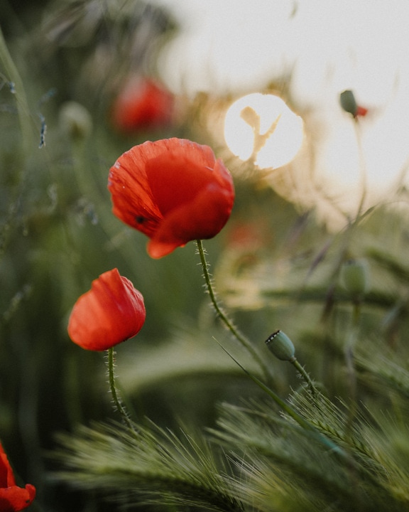 Närbild av opiumvallmoblomma och blomknopp med ljus bakgrund