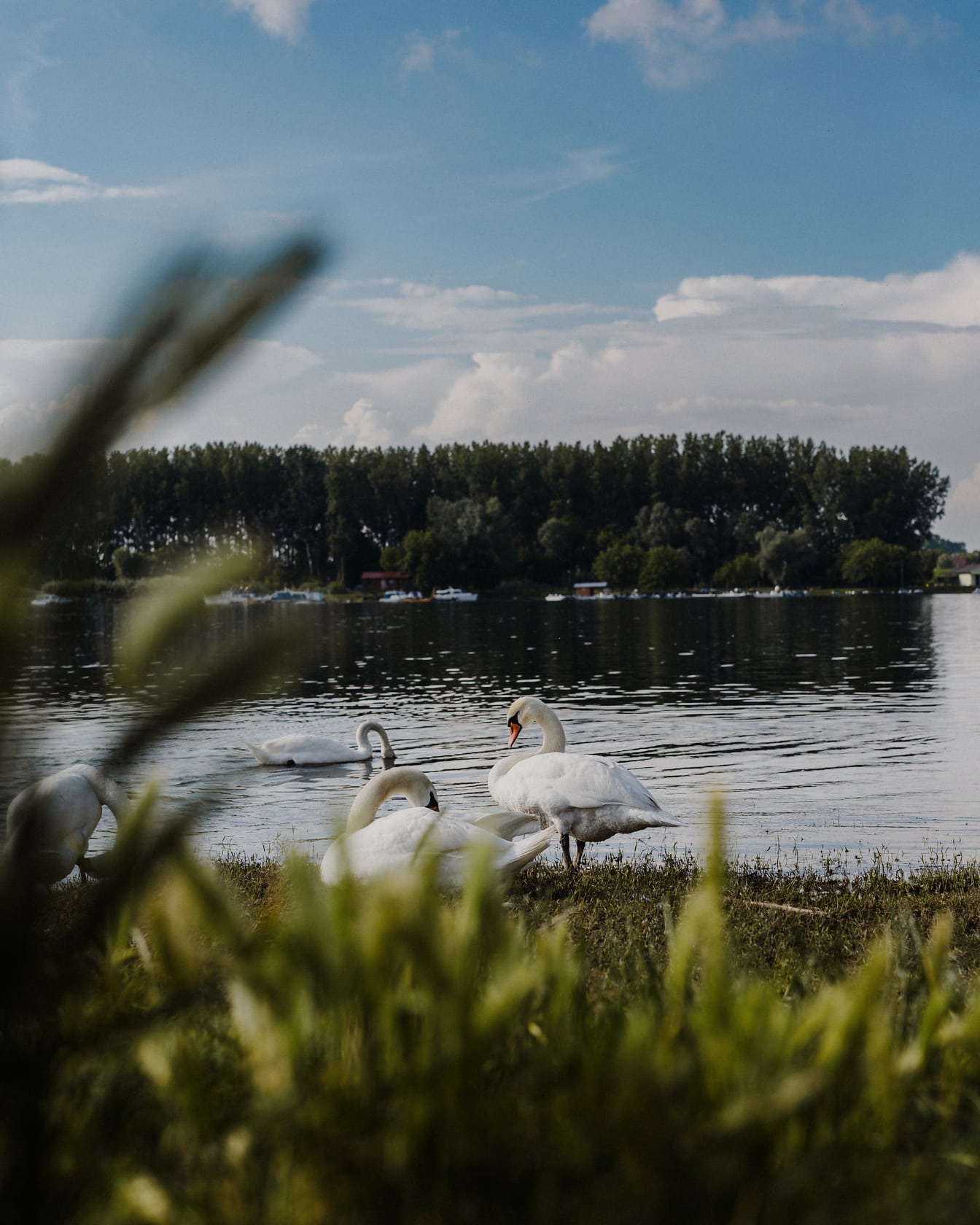 Zwerm witte zwanenvogels op de rivier van Donau