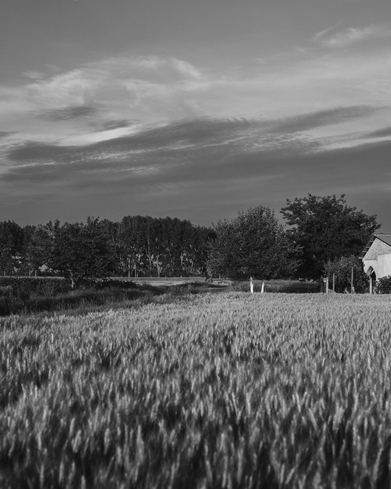 Fotografía en blanco y negro del campo de trigo en tierras de cultivo con casa de campo