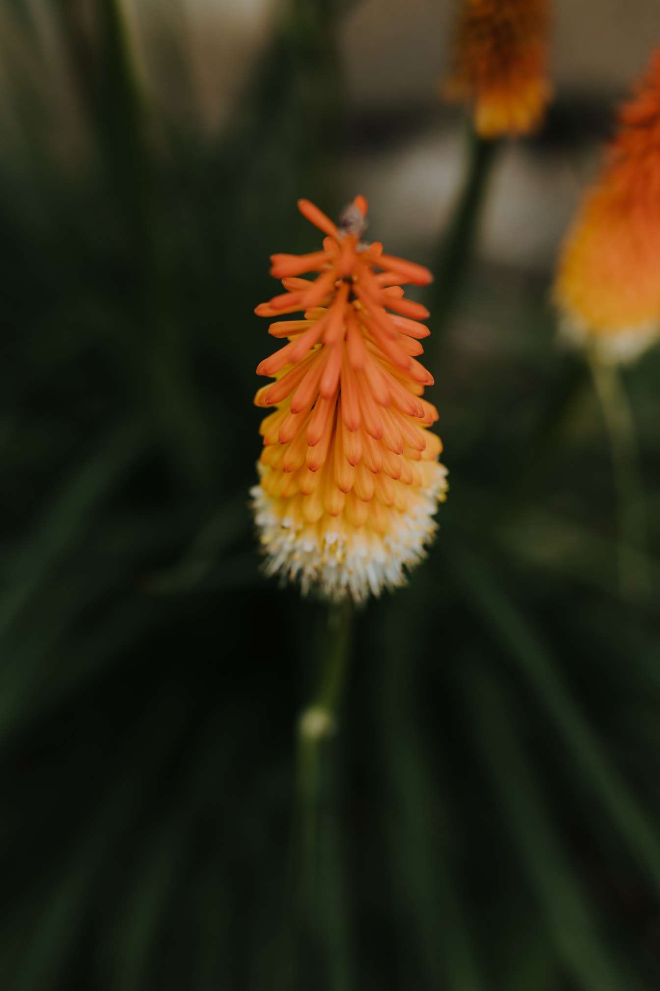 Rødglødende poker eller fakkellilje, orange, gul blomst (Kniphofia uvaria) nærbillede