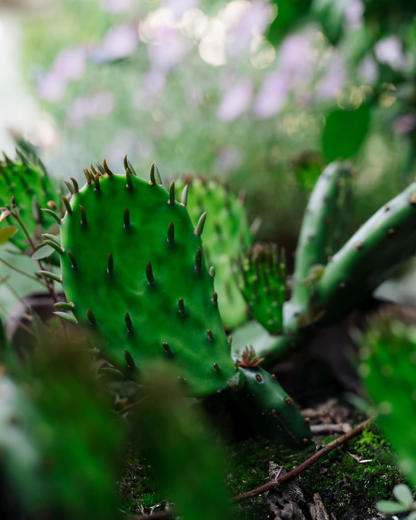 Nærbilde av mørkegrønt blad av kaktus